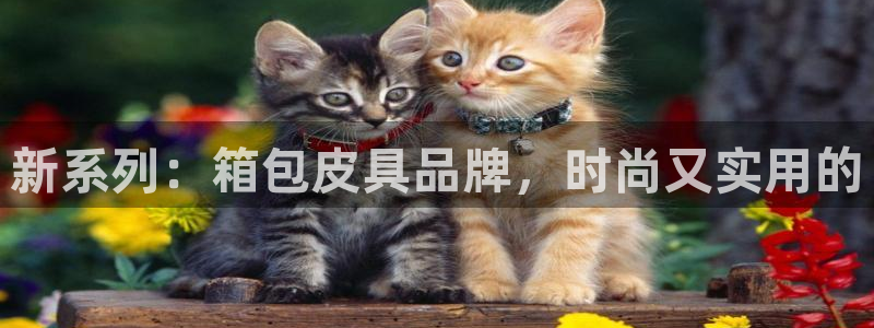卧龙娱乐平台靠谱