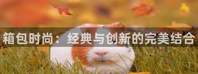 卧龙娱乐在线直播观看